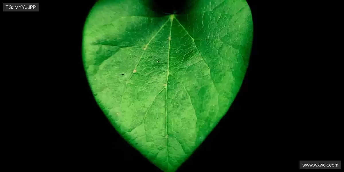 💻 多屏同看，精彩永不卡顿！